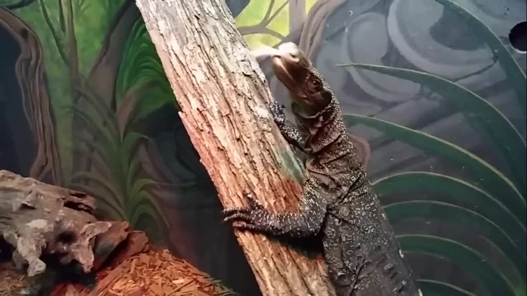 A lizard