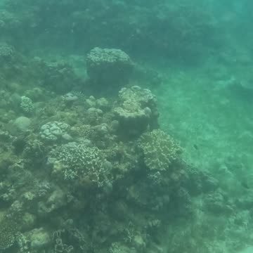 Snorkeling Adventures Philippines. Coral and life are returning to the reef