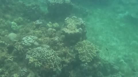 Snorkeling Adventures Philippines. Coral and life are returning to the reef