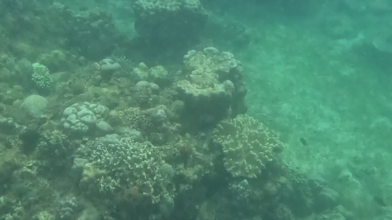 Snorkeling Adventures Philippines. Coral and life are returning to the reef