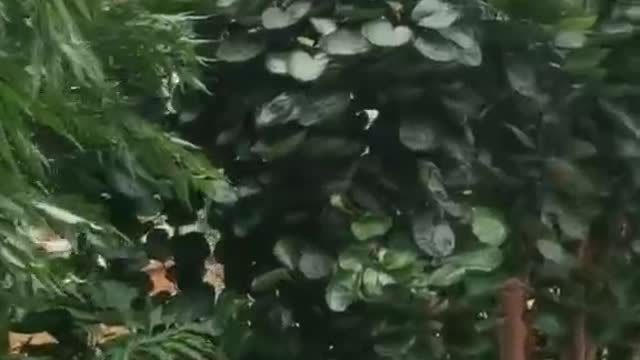 Green plants in flower garden