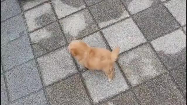 Soo cute dog :D
