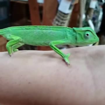 Senegal Chameleon aka Chamaeleo senegalensis