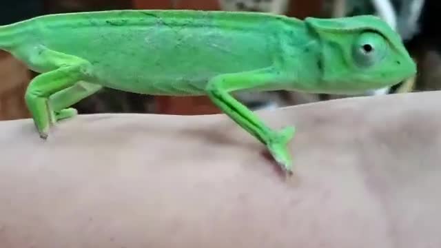 Senegal Chameleon aka Chamaeleo senegalensis