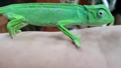 Senegal Chameleon aka Chamaeleo senegalensis