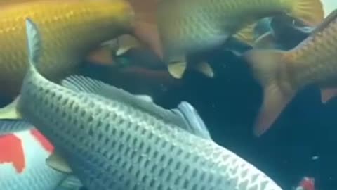 Jumbo Koi Fish
