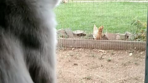 Keeper of chickens