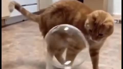 Cat don't understand what happened