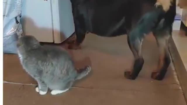 If these pets don't make your day, I don't know what will!
