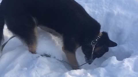Shepherd rescues from under a snow blockage
