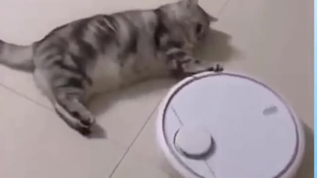Funny cats. #funnycats #funnymoments #shorts