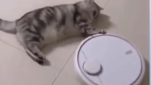 Funny cats. #funnycats #funnymoments #shorts