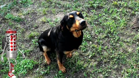 The dog watching the camera
