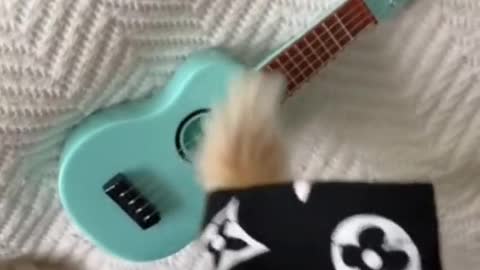 cute pup dancing