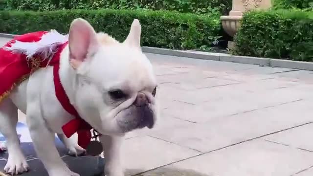 Dog|Puppy|Funny puppy|| Funny Animal Prank Video