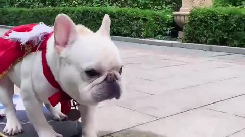 Dog|Puppy|Funny puppy|| Funny Animal Prank Video