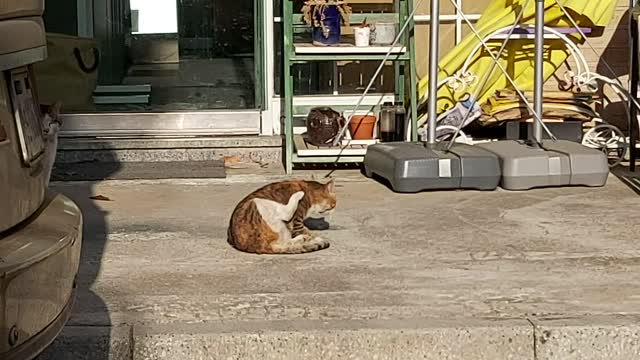Cat afternoon. 2 drowsy daily life
