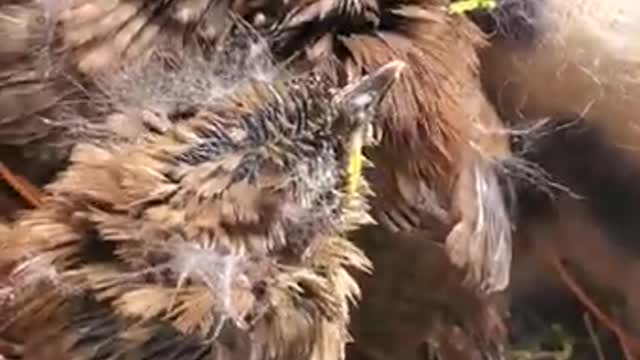 ARK OF GRACE: TINY NEW RESIDENTS AT THE SANCTUARY!