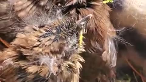 ARK OF GRACE: TINY NEW RESIDENTS AT THE SANCTUARY!