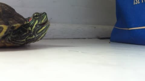 turtle sneeze (never seen befor)