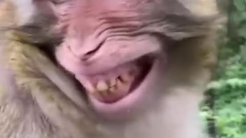 Monkey with turtle - shorts