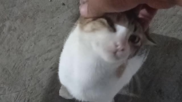 Nice cat near my shop