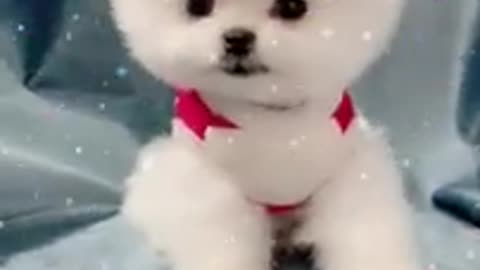 Cute baby Dog #dogs