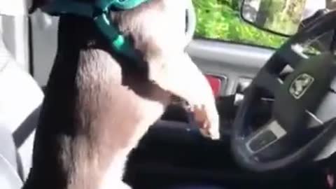 🤣 FUNNY DOGS 🐶 ULTIMATE REACTIONS & BLOOPERS SHORTS CUTEST SUPER PETS ANIMALS | TRY NOT TO LAUGH 1