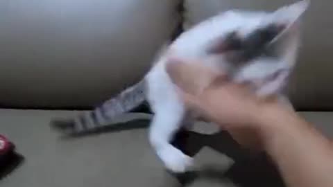 Open karate cat