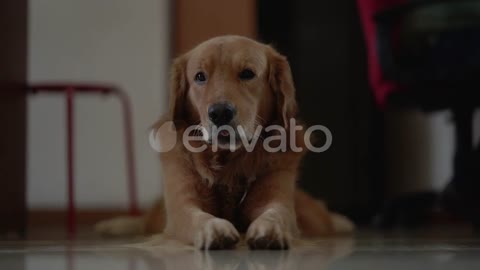 I love my 🐕🐕