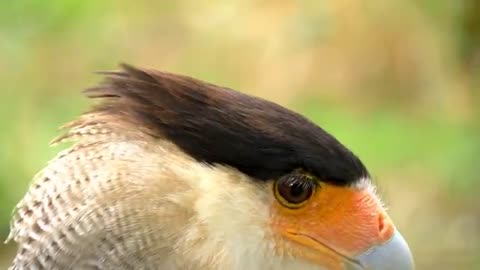 Beautiful Animals in 4k
