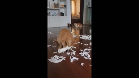 Funny Cat&Dog