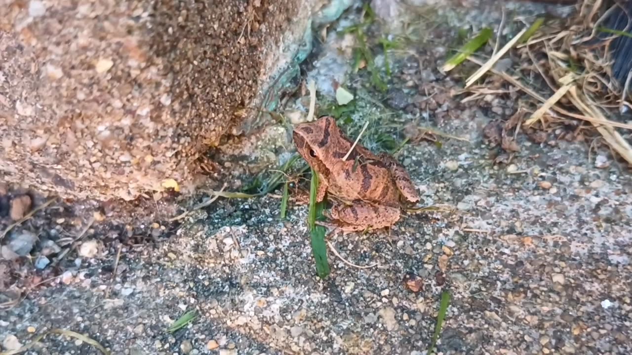 Spring Peeper