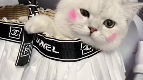 Cute ,beautiful Cat