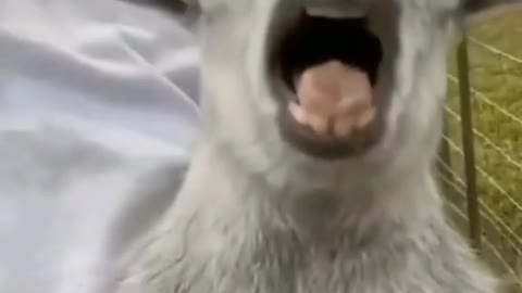 Funny Animal Video