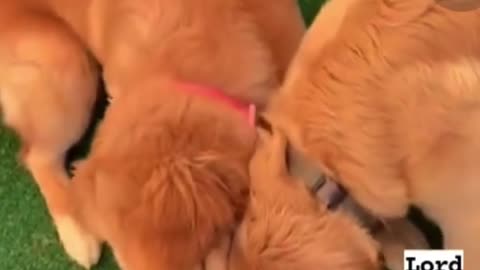 Dog 🐕 instgram reels