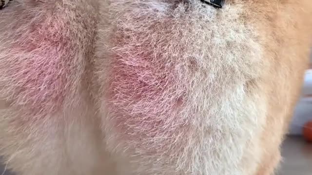 Bao, it's not that I don't want to help you, it's that your butt is so cute