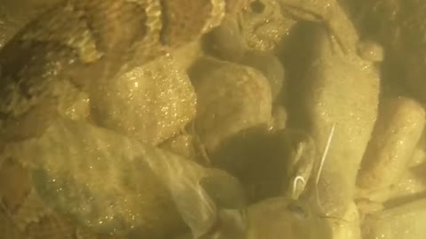 Snake Catches a Catfish