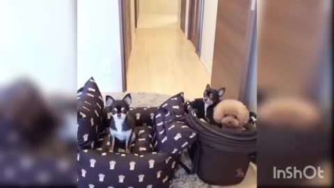 Dog funny videos | cute puppy | Dog videos | Dog lovers