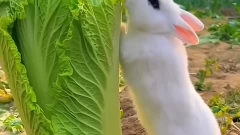 Friendship / puppies and rabbit - follow me