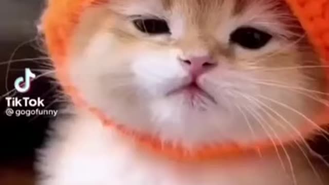 O mais lindo filhote de gatinho