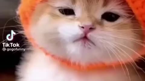 O mais lindo filhote de gatinho