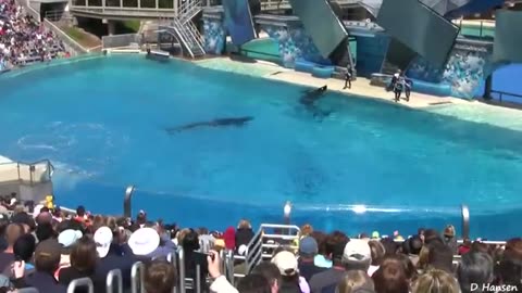 Шоу Касаток.