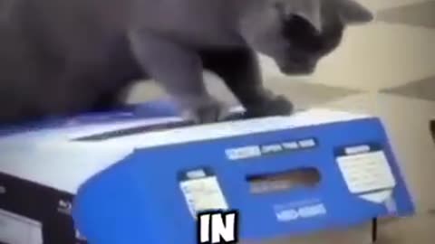 If your cat do this 🙀 #shorts #cats