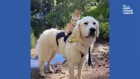 20 Minutes of Adorable Kittens - #cat #cute #kitten #pets #meow #videos #shorts #dog