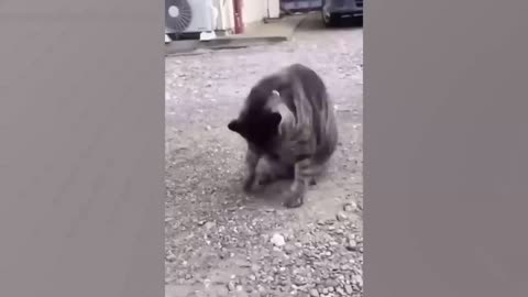 Funny Dogs and Cats Video