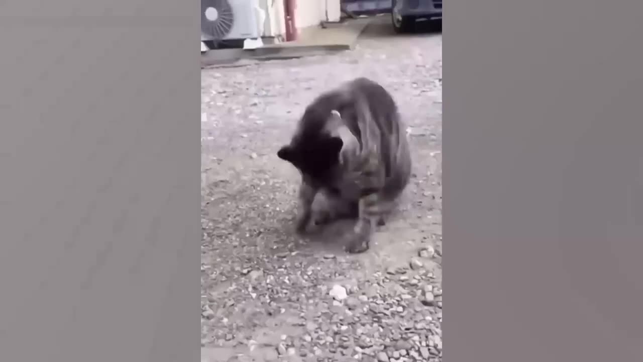 Funny Dogs and Cats Video
