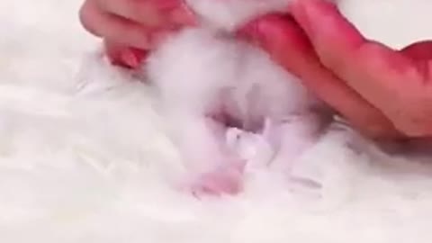 Very cute baby cat 🐈