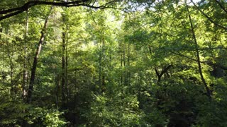 Epic Tree Top view from a Drone's Perspective - It's so unbelievably dense