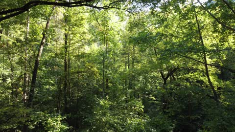 Epic Tree Top view from a Drone's Perspective - It's so unbelievably dense